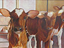 Ayrshire Cows in Barn